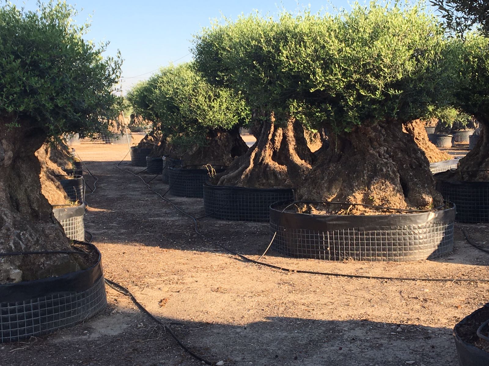 OLIVI SECOLARI VENDITA